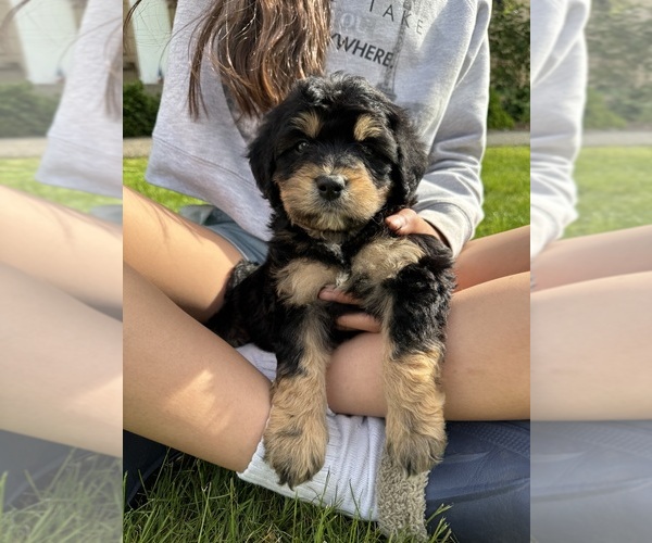Medium Photo #1 Aussiedoodle Puppy For Sale in SPANAWAY, WA, USA
