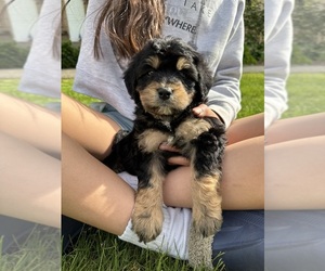 Aussiedoodle Puppy for sale in SPANAWAY, WA, USA
