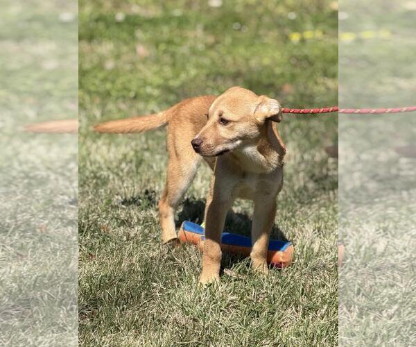 Medium Photo #3 Labrador Retriever-Unknown Mix Puppy For Sale in Yardley, PA, USA