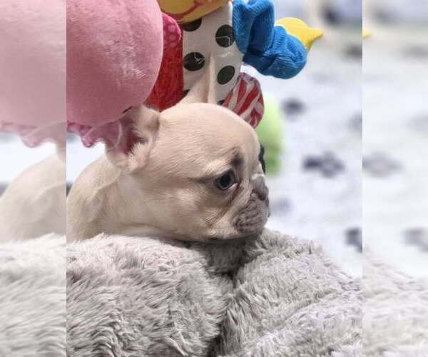 Medium Photo #3 French Bulldog Puppy For Sale in BOSTON, KY, USA