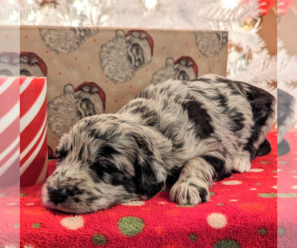 Medium Photo #10 Aussiedoodle Puppy For Sale in SPARTA, MO, USA
