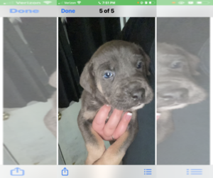 Cane Corso Puppy for sale in S BRUNSWICK, NC, USA