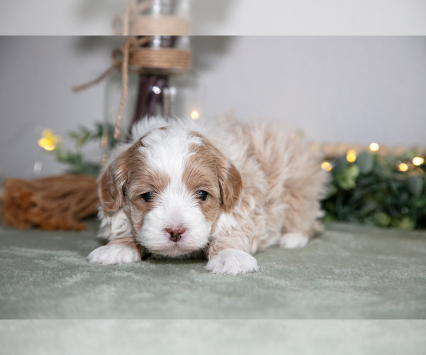 Medium Photo #2 Maltipoo (Toy) Puppy For Sale in GOSHEN, IN, USA