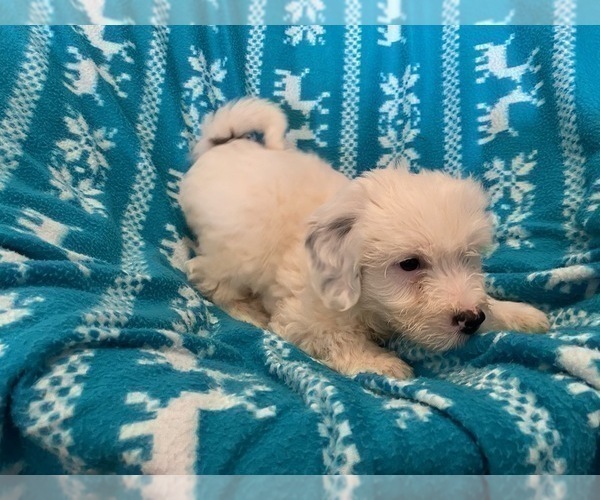 Medium Photo #5 Miniature Bernedoodle Puppy For Sale in LEETONIA, OH, USA