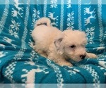 Small Photo #5 Miniature Bernedoodle Puppy For Sale in LEETONIA, OH, USA