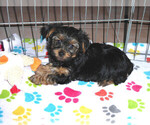Small Photo #3 Yorkshire Terrier Puppy For Sale in ORO VALLEY, AZ, USA
