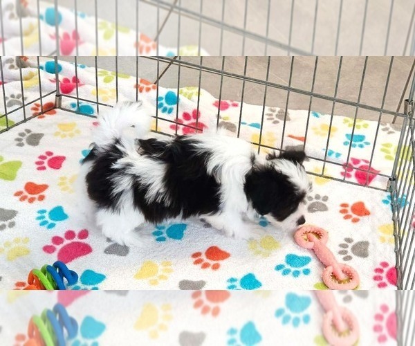 Medium Photo #2 Papitese Puppy For Sale in ORO VALLEY, AZ, USA