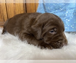 Labrador Retriever Puppy for Sale in NEOLA, West Virginia USA