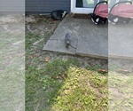 Small Photo #10 French Bulldog Puppy For Sale in MILLVILLE, NJ, USA