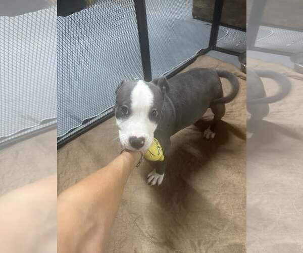 Medium Photo #2 American Pit Bull Terrier-Unknown Mix Puppy For Sale in Jackson Township, NJ, USA
