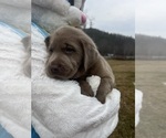 Small #6 Labrador Retriever