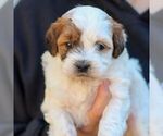 Small #2 ShihPoo