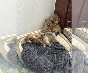 Pomeranian Puppy for sale in HOLLISTER, CA, USA