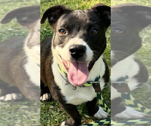 Unknown-Welsh Corgi Mix Dogs for adoption in Conway, AR, USA