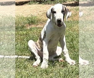 Great Dane Puppy for sale in CLANTON, AL, USA