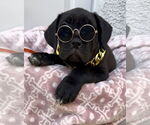 Small Mutt