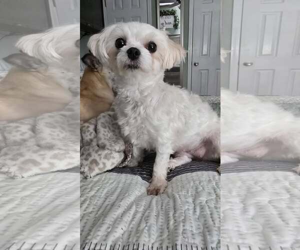 Medium Photo #2 Maltese-Unknown Mix Puppy For Sale in Greenville, SC, USA