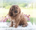 Small #4 Cavapoo (Miniature)