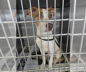 Mutt Dogs for adoption in San Antonio, TX, USA