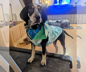 Bluetick Coonhound-Unknown Mix Dogs for adoption in Princeton, MN, USA