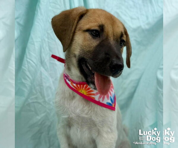 Medium Photo #2 Labrador Retriever-Unknown Mix Puppy For Sale in Washington, DC, USA