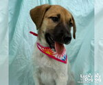 Small #1 Labrador Retriever Mix