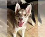 Small Siberian Husky