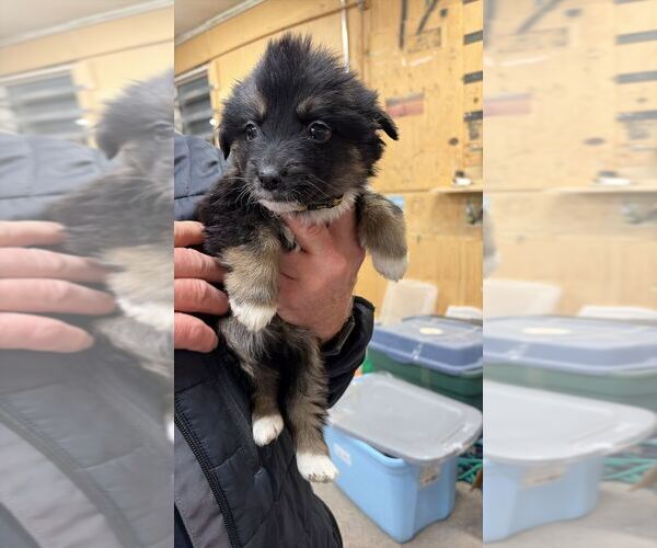 Medium Photo #1 Mutt Puppy For Sale in Calgary, Alberta, Canada