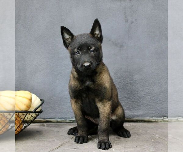 Medium Photo #4 Belgian Malinois Puppy For Sale in RONKS, PA, USA
