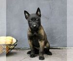Ruby - Female Belgian Malinois Puppy for Sale - Photo #4