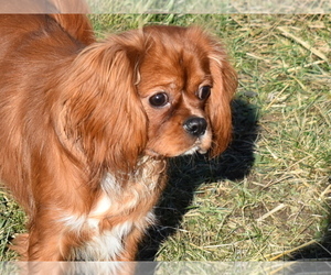 Cavalier King Charles Spaniel Puppy for sale in HOAGLAND, IN, USA