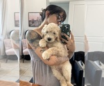 Puppy Eminem Goldendoodle