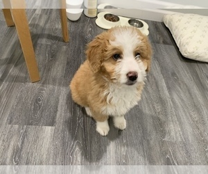 Aussiedoodle Miniature Puppy for sale in BOTHELL, WA, USA
