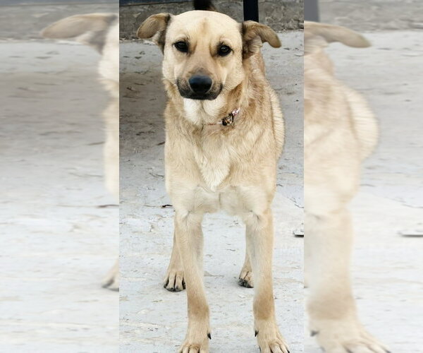 Medium Photo #4 Labrador Retriever-Unknown Mix Puppy For Sale in Lake Forest, CA, USA