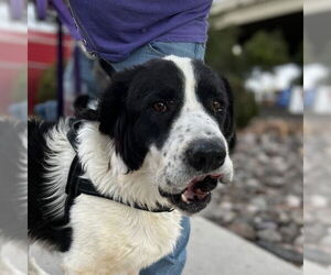 Mutt Dogs for adoption in Vail, AZ, USA