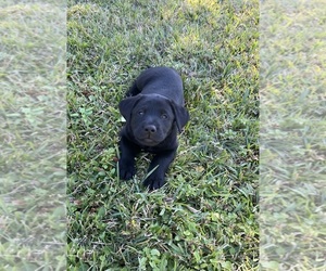 Medium Labrador Retriever