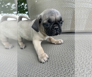 Pug Puppy for sale in EDMONTON, KY, USA