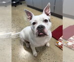 Small #1 American Pit Bull Terrier