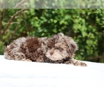 Small #26 ShihPoo