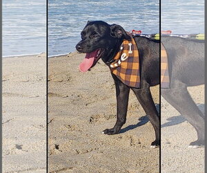 Nick Wilde - Male Labrador Retriever-Unknown Mix Dog for Adoption - Photo #5