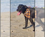Small Photo #5 Labrador Retriever-Unknown Mix Puppy For Sale in San Diego, CA, USA