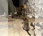 Small #3 Belgian Malinois