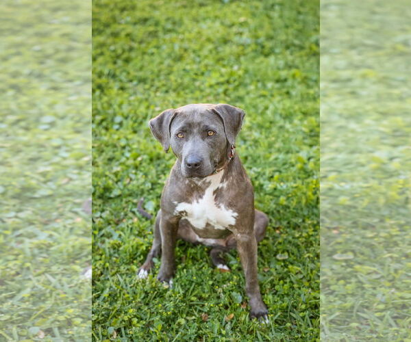 Medium Photo #6 Labrador Retriever-Unknown Mix Puppy For Sale in  Gainesville, FL, USA