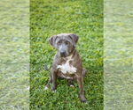 Small #5 Labrador Retriever Mix