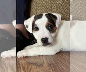 Jack Russell Terrier Puppy for sale in RUSSELLVILLE, AL, USA