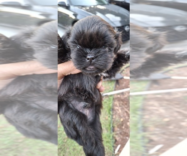 Medium Photo #3 Shih Tzu Puppy For Sale in LAKELAND, FL, USA