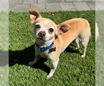 Small Chihuahua