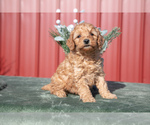 Puppy Piper Goldendoodle (Miniature)