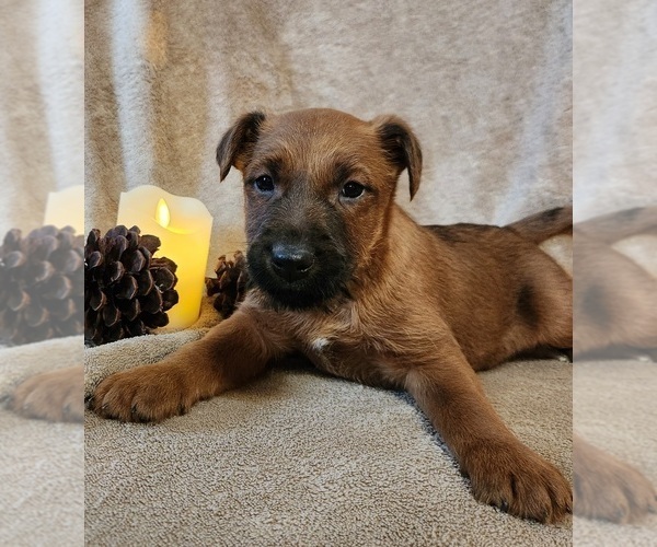 Medium Photo #1 Irish Terrier Puppy For Sale in WATERLOO, NY, USA