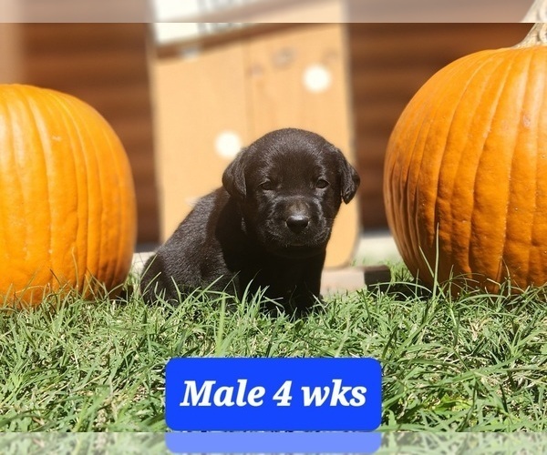 Medium Photo #1 Labrador Retriever Puppy For Sale in EDGEWOOD, TX, USA